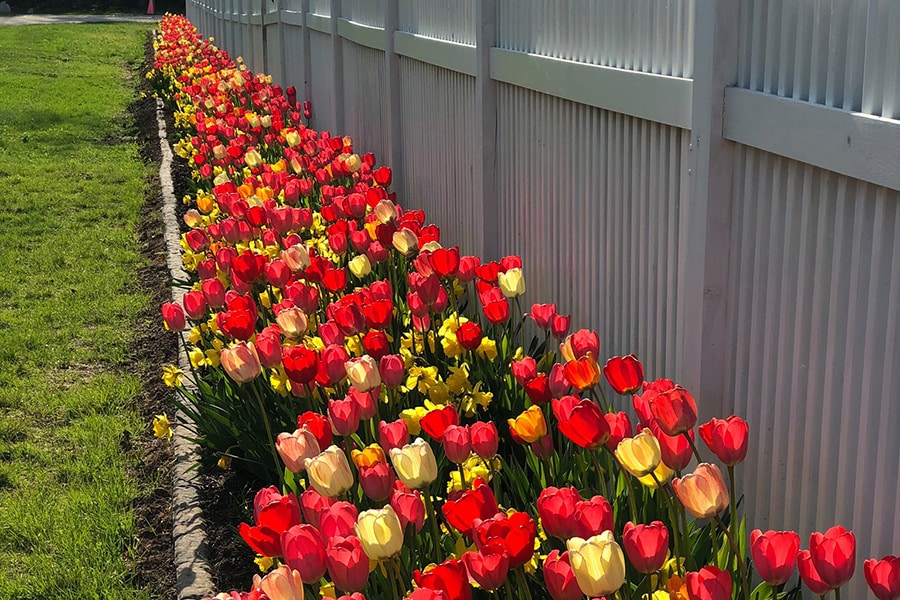 tulips along fence